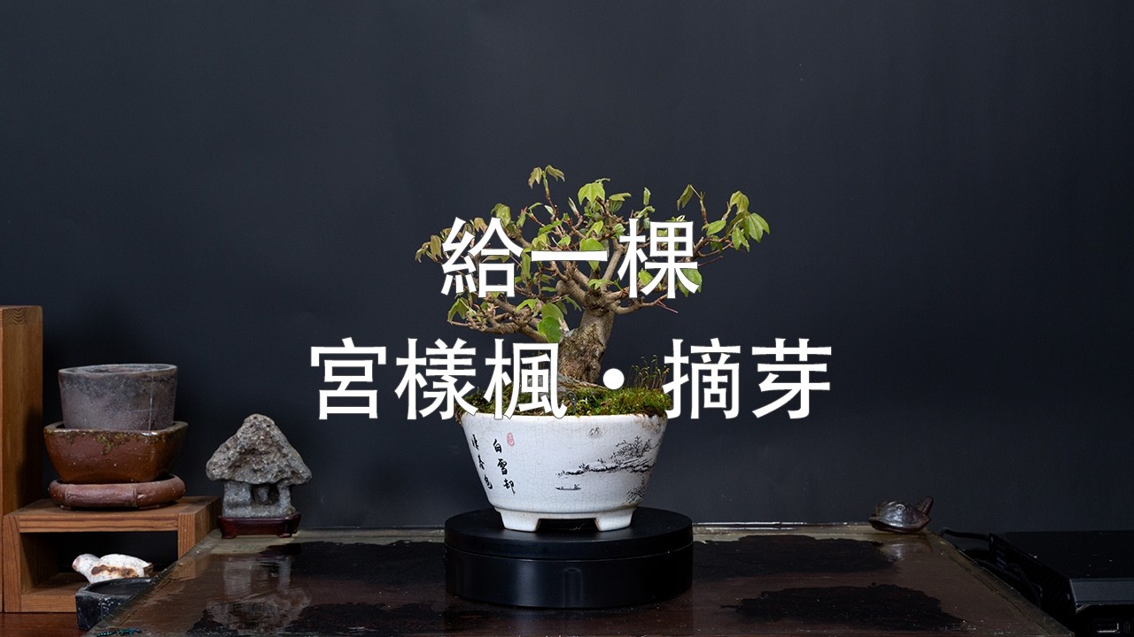 藏生園 - 宮樣楓·摘芽