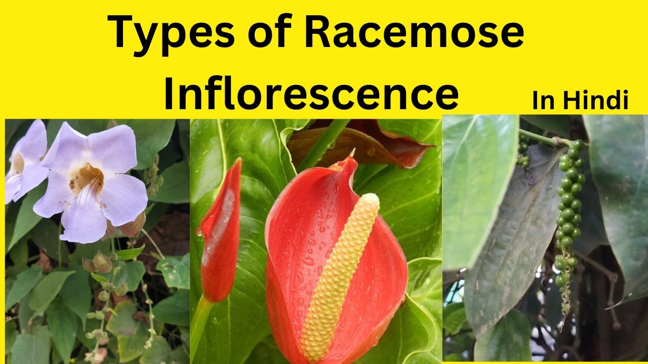 Types of Racemose Inflorescence|| Racemose Inflorescence characteristics and types.