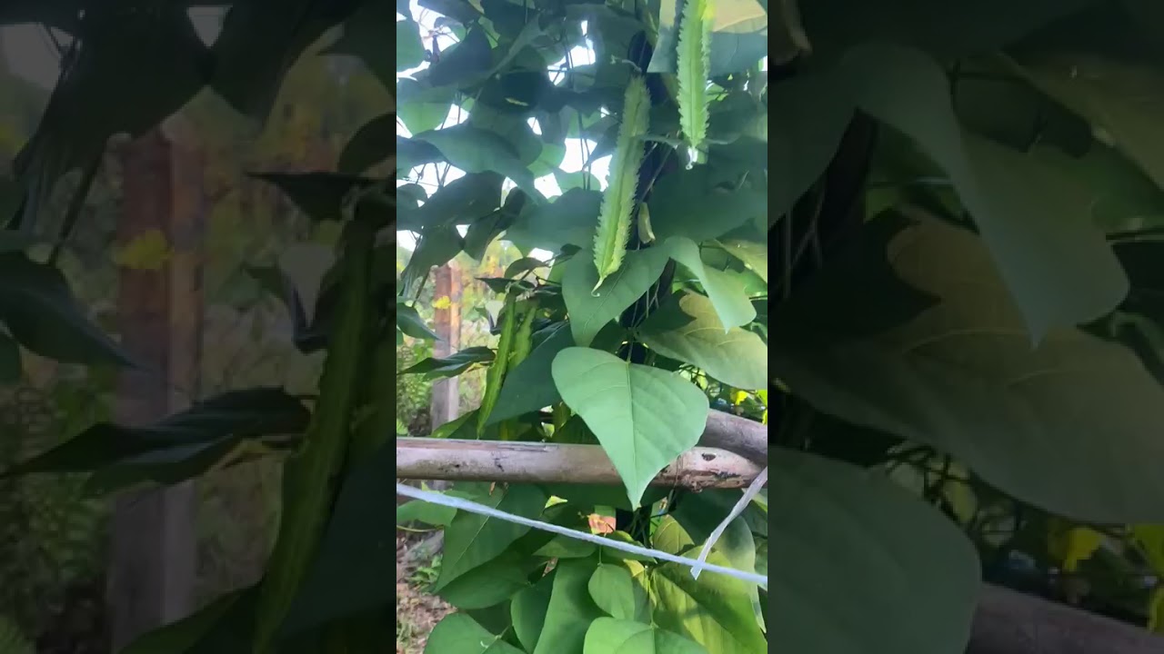 Pokok kacang botol mak saya