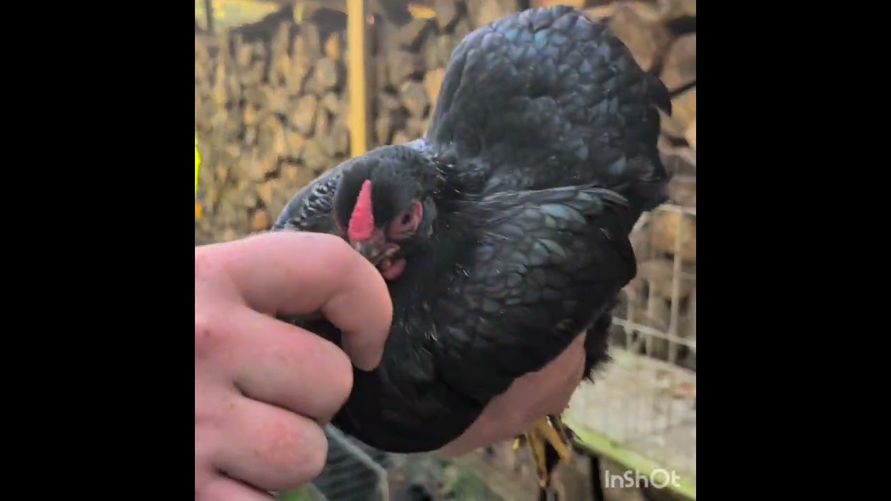 Assessing Bantam Wyandotte Pullets