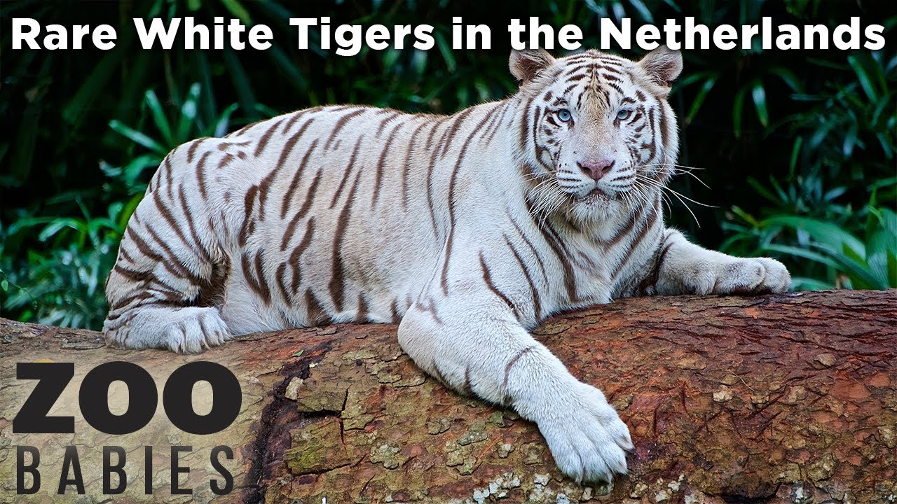 Rare White Tigers in the Netherlands - Animal Videos for Kids!