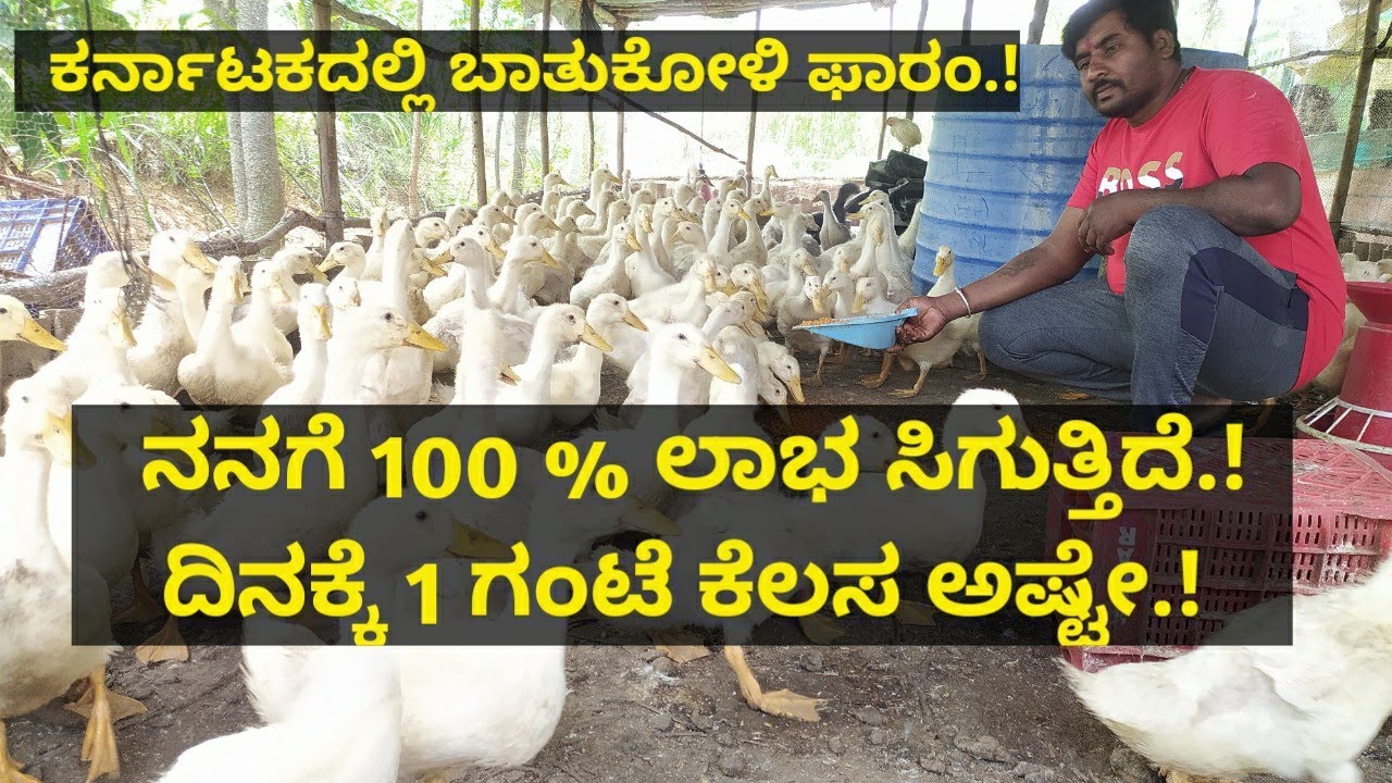 ಕರ್ನಾಟಕದಲ್ಲಿ ಬಾತುಕೋಳಿ ಫಾರಂ.!ನನಗೆ 100 % ಲಾಭ ಸಿಗುತ್ತಿದೆ.!