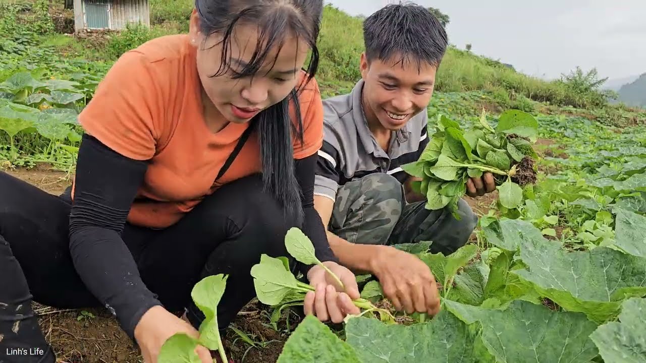 Farm life: raising chickens and pigs, harvesting vegetables and lemons to sell. Linh's Life