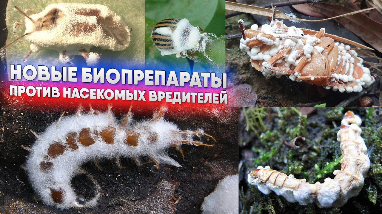 НОВЫЕ БИОПРЕПАРАТЫ против насекомых вредителей