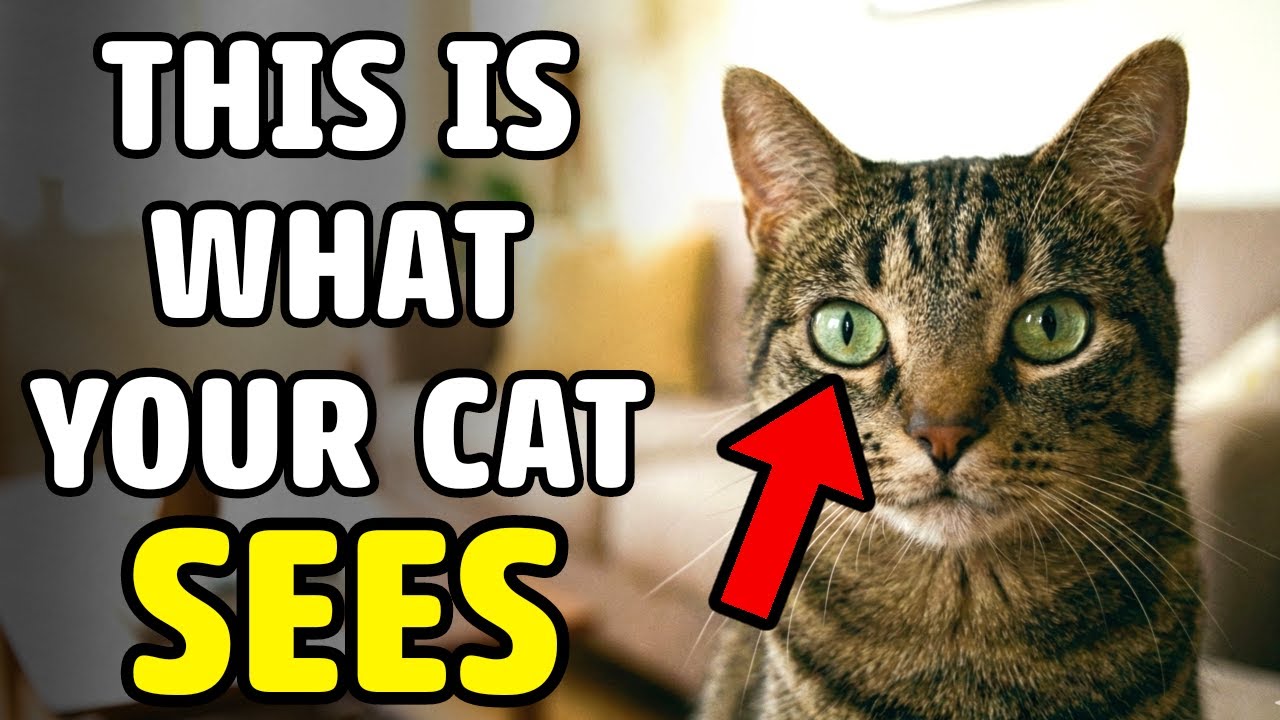 How Cats REALLY See Humans? Jaw Dropping Secrets You Never Knew!