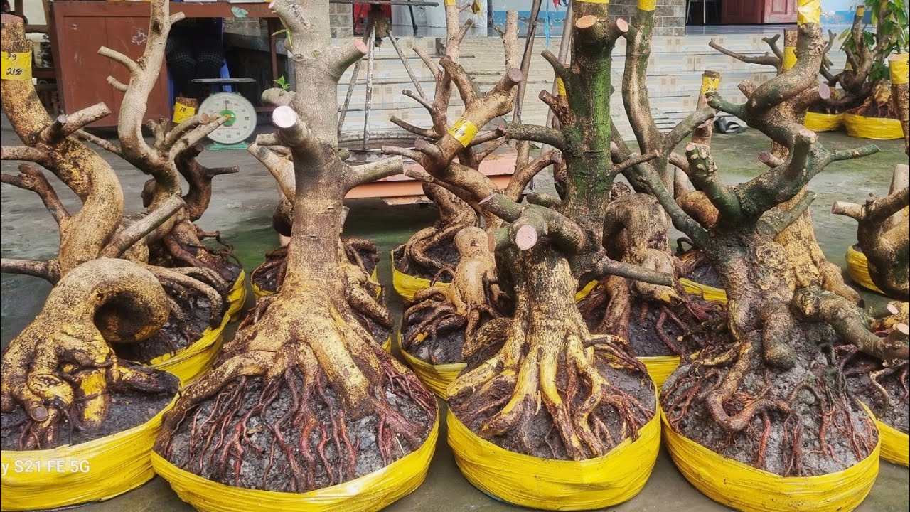 Nhung 0966023980 ngày 5_2 gl lô phôi mai vàng giảo dáng lắc lượng bông chùm cánh to 