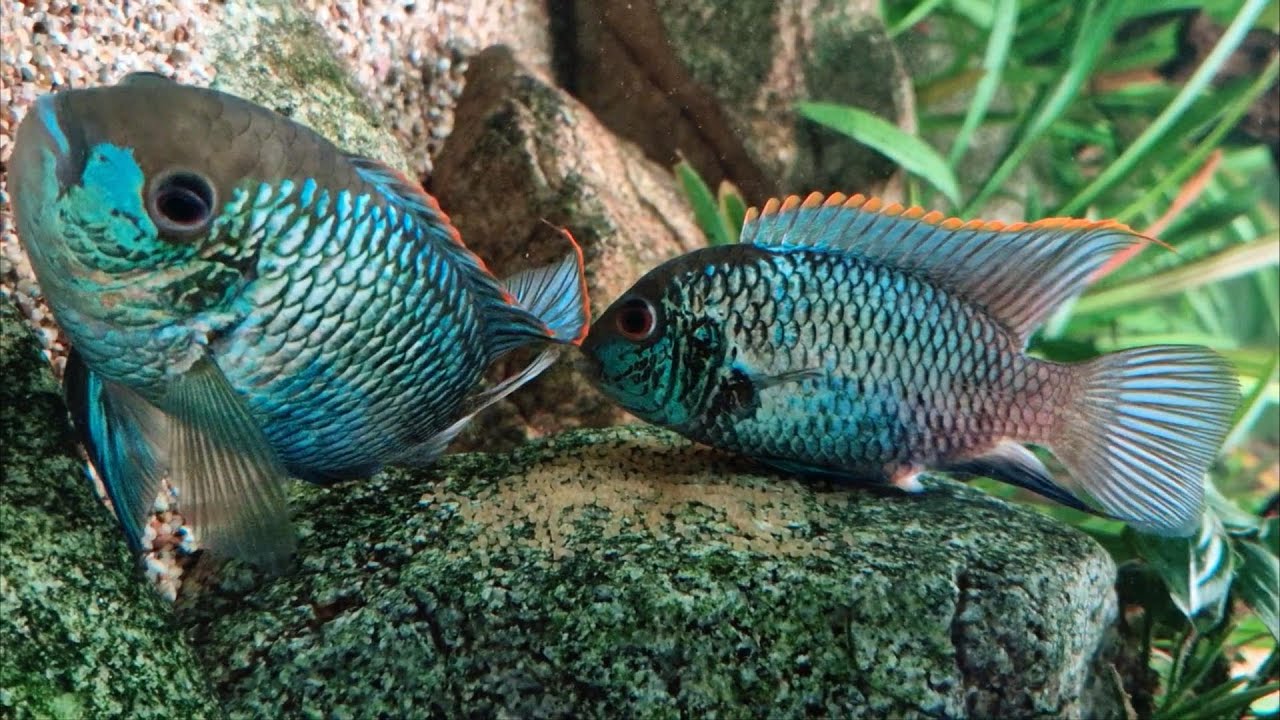 Akara Eletric Blue - reproduction (www.shrimp.sk)