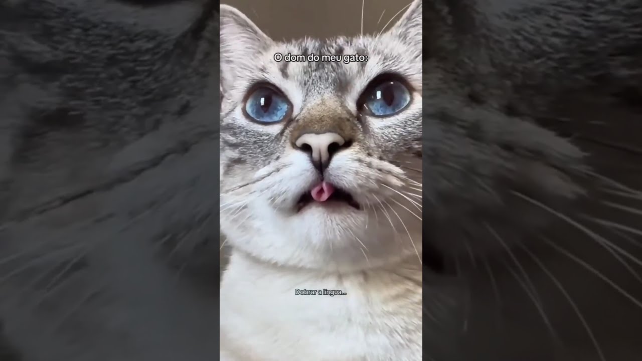 🔴 TENTE NÃO RIR  🔴 VIDEOS ENGRAÇADOS DE ANIMAIS PETS GATOS E CACHORROS MEMES DE CÃES GATO CACHORRO 🔴