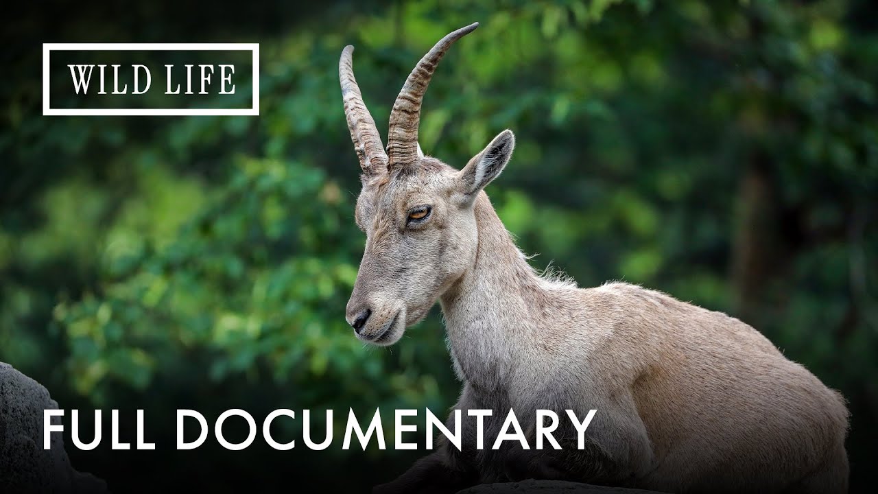 Europe&rsquo;s Greatest Wildlife Stories | Wild Europe: A Realm Revealed | Full Documentary