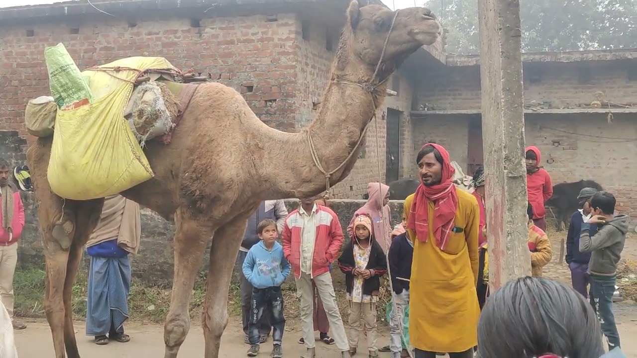 डिस्को डिस्को ऊंट देखना है इस वीडियो को पूरा आवाज करो