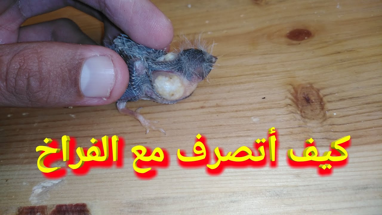 زوج الزيبرا لا يطعم الفراخ | كيف أتصرف مع الفراخ