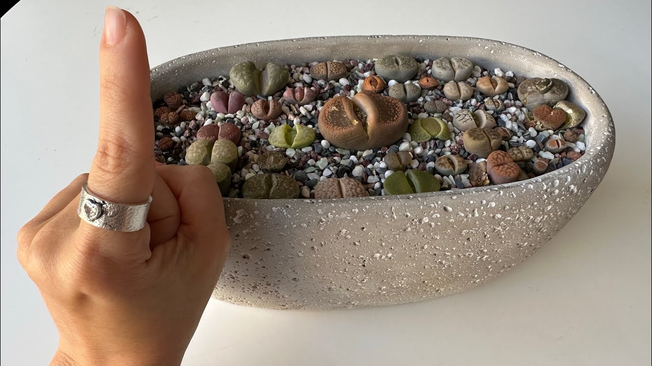 Литопсы/ Lithops. Делюсь секретом в уходе. Как я поливала литопсы в зимний период. 10.03.2023