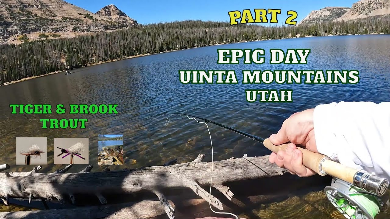 Epic Dry Fly Fishing for Tiger & Brook Trout in Utah's Uinta Mountains PART 2