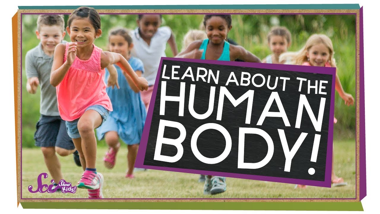 All About Your Body! | Human Body Compilation