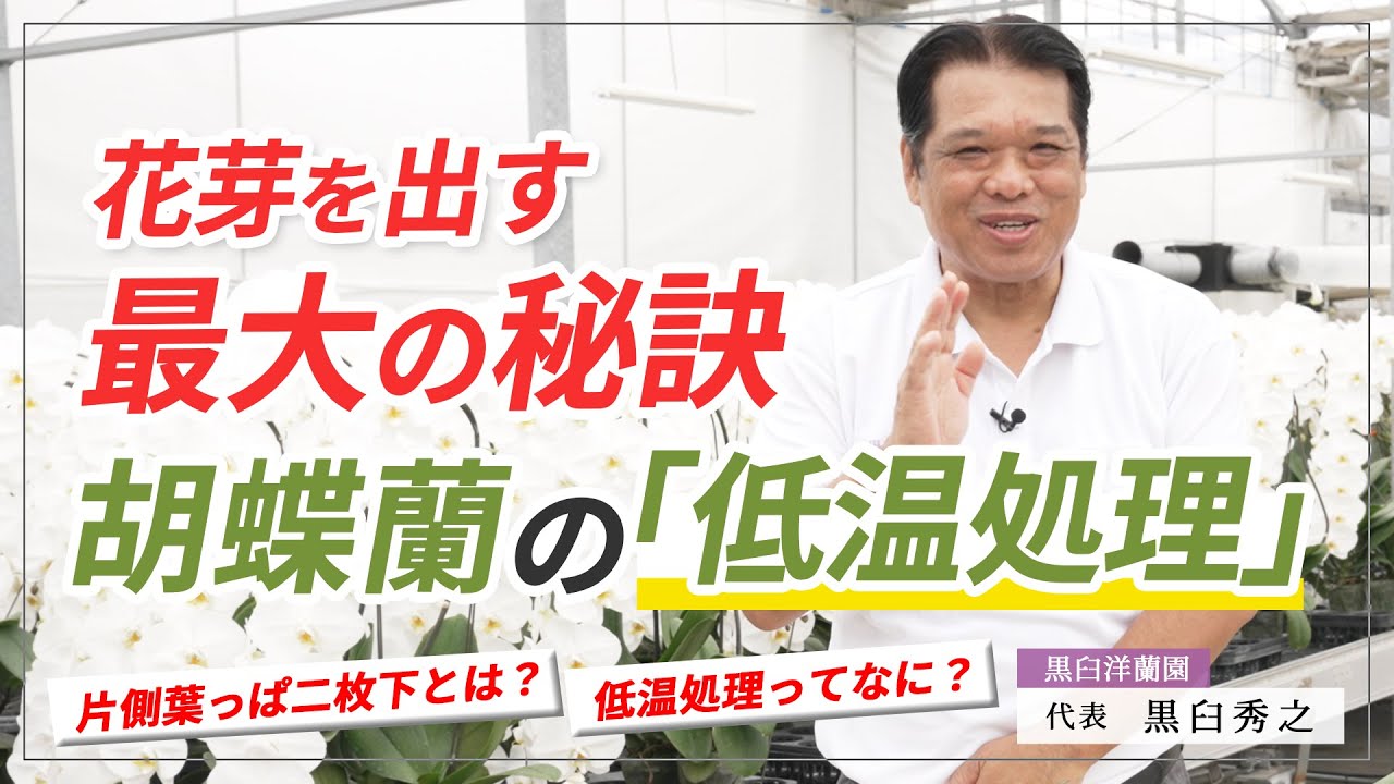 【胡蝶蘭】花芽を出すための最大の秘訣「低温処理」