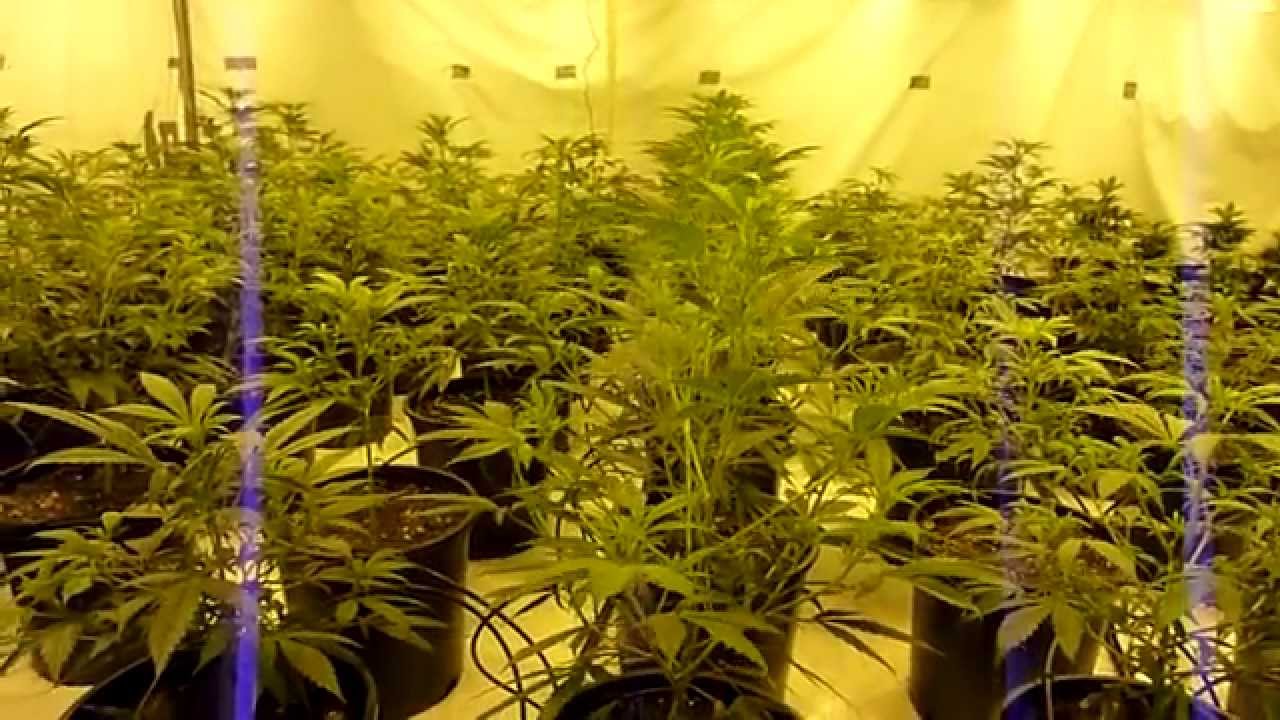 Multi strain pheno finder journal day 7