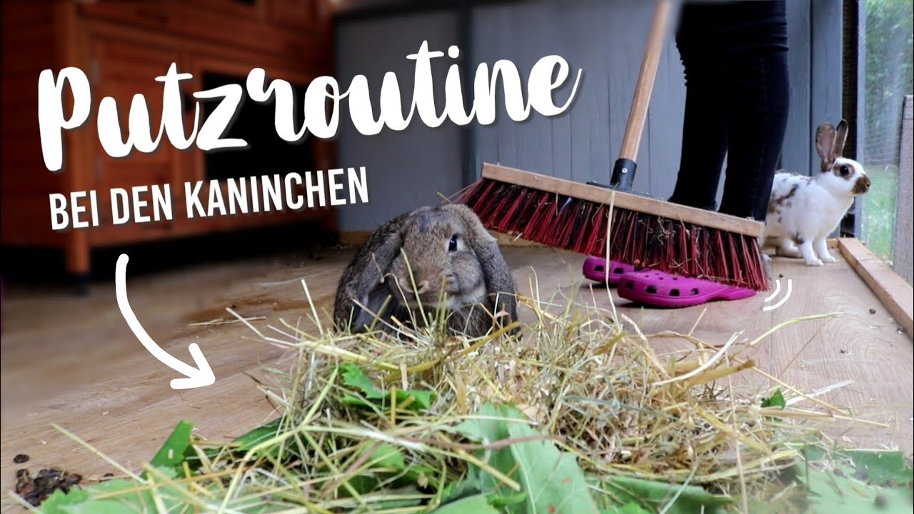 PUTZROUTINE 🧼🐰 bei den Kaninchen | Kaninchenstar