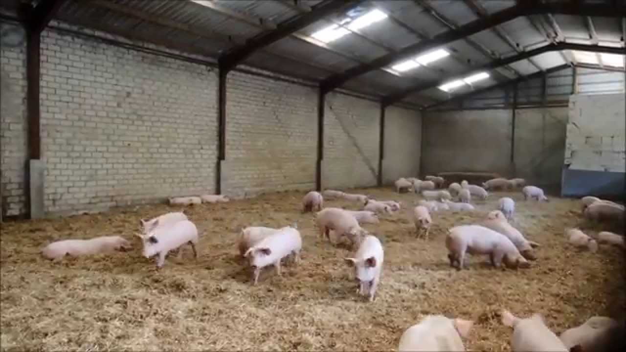 Aktivstall für Mastschweine auf dem Hof Mörixmann
