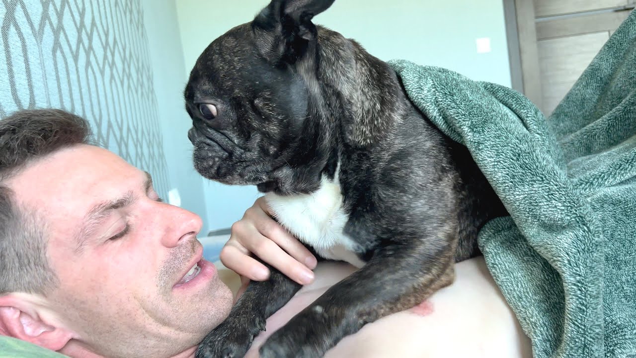French bulldog woke up with daddy