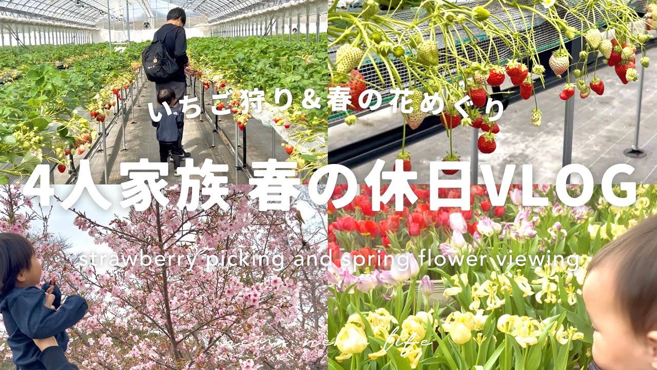 [Vlog] いちご狩りと春の花めぐりをした4人家族の春の休日 spring holidays for a family of four