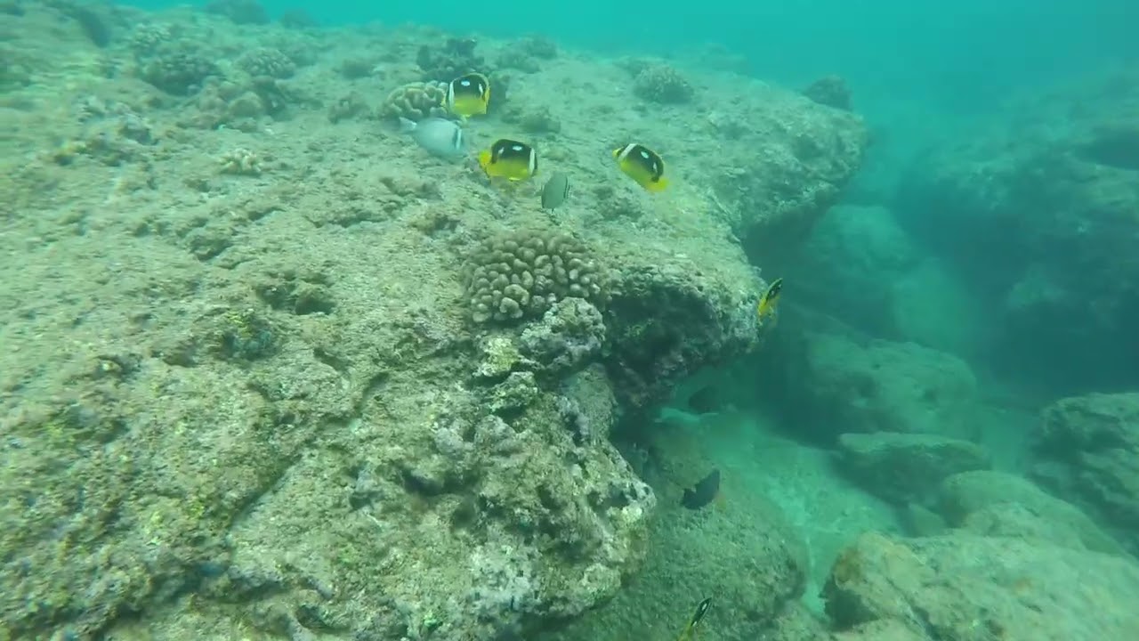 Diving in Hawaii 2024