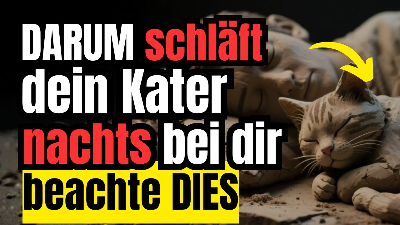 Warum dein Kater bei dir schläft – das bedeutet es wirklich