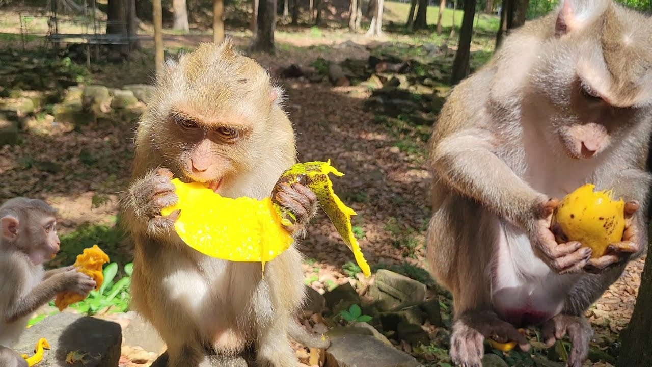 Sharing Mango to adorable monkey Rainbow Liby and other lovely🍋🐒🐵💛