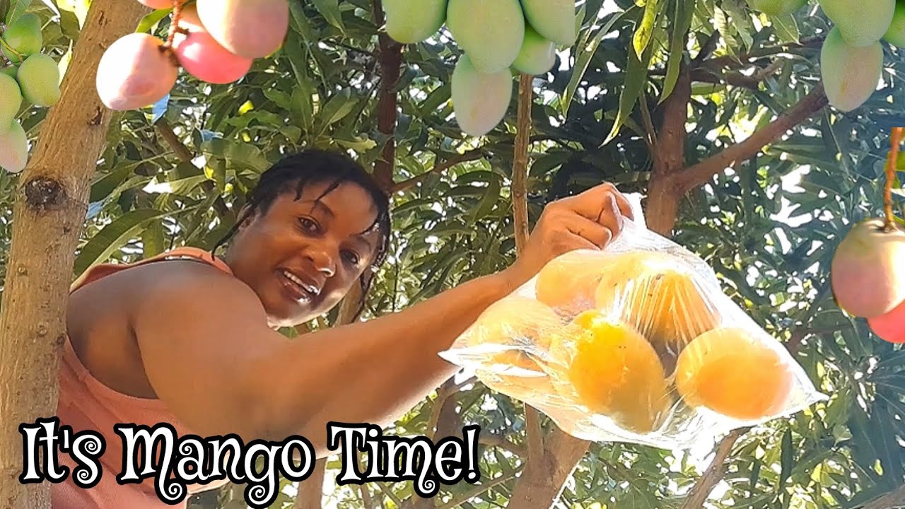 It's Mango 🥭 Time 🌳 Huge Harvest from my Jamaican Backyard Garden 💯🇯🇲💞