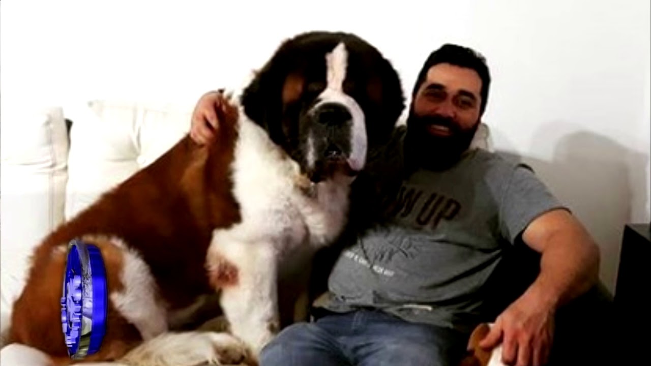 Entrevista sobre  RAZA DE PERROS SAN BERNARDO -