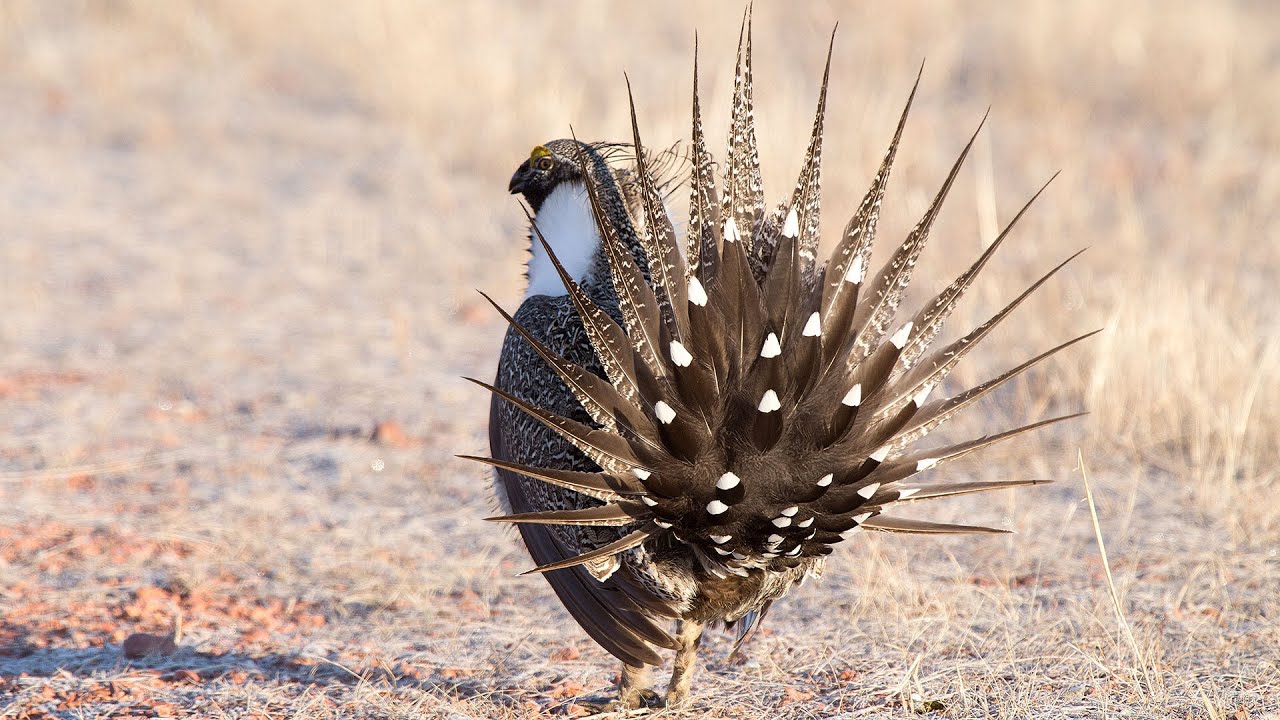 Sage Grouse Populations - NDGF - 04-18-2024