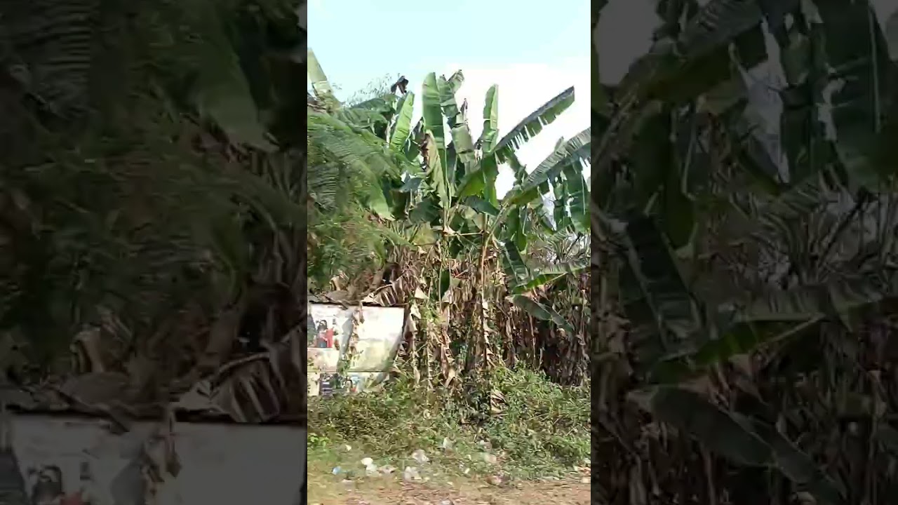 Lord Jagannath route bhubaneswar to Puri.भुवनेश्वर से पुरी तक भगवान जगन्नाथ का तीर्थस्थल।