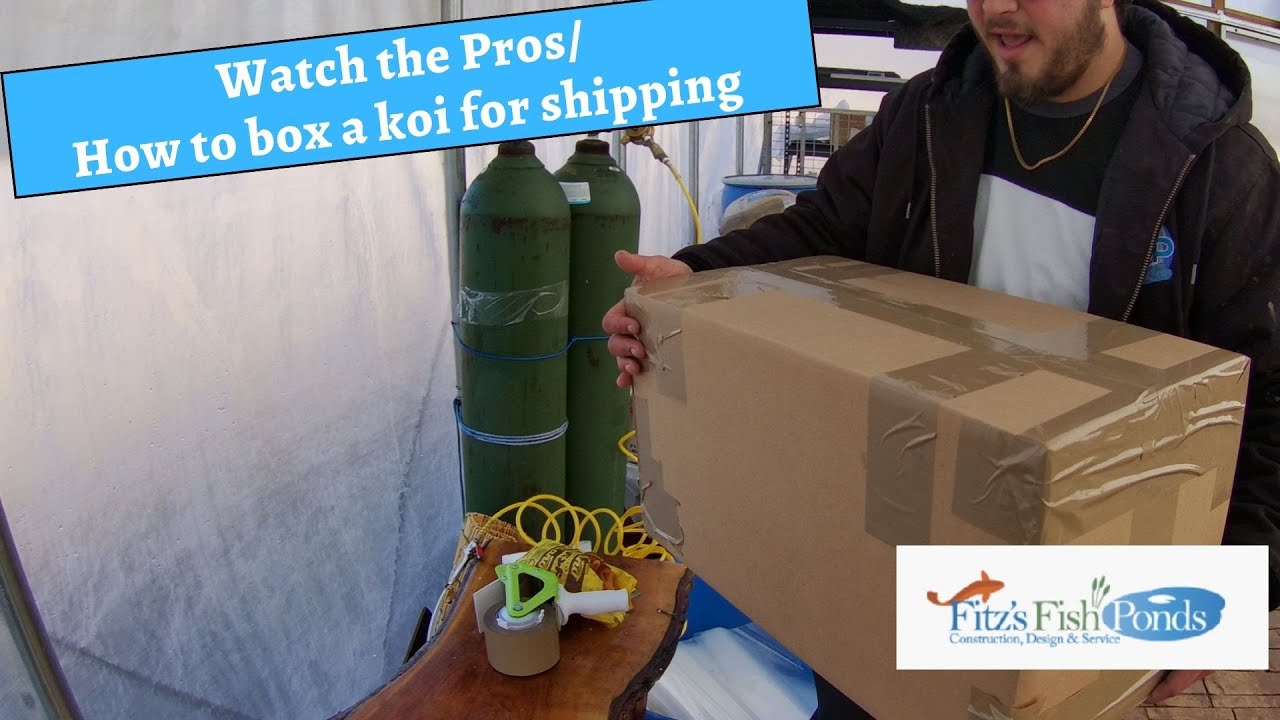 How to box a koi for shipping