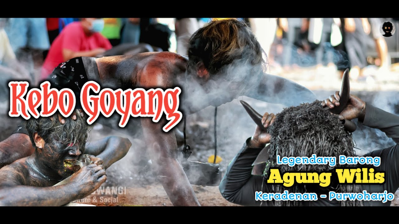 KEBO GOYANG SENI BARONG LEGENDARIS AGUNG WILIS| LIVE PURWOHARJO