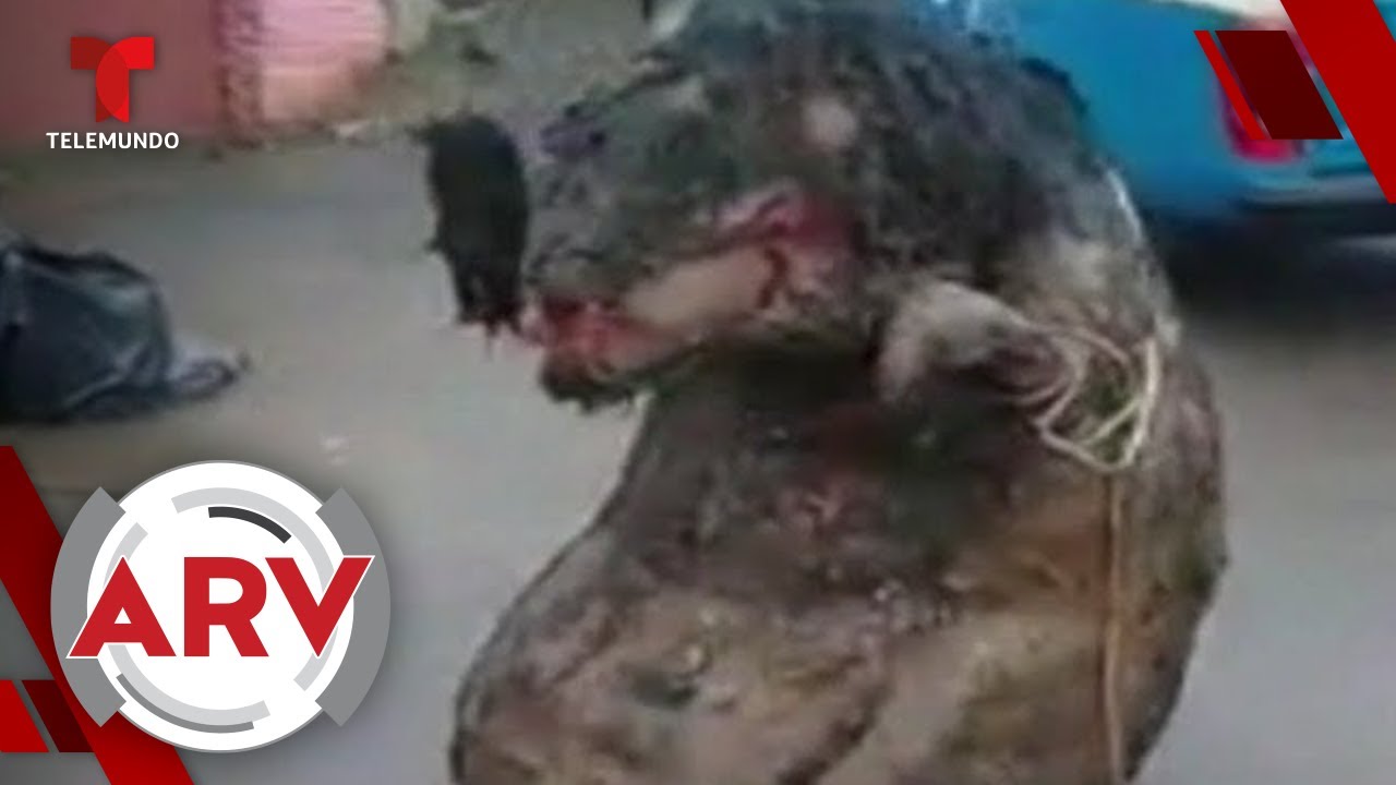 Revelan de dónde salió una rata gigante hallada en México | Al Rojo Vivo | Telemundo