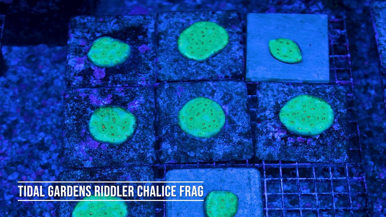 Stock Spotlight: Tidal Gardens Riddler Chalice Frag