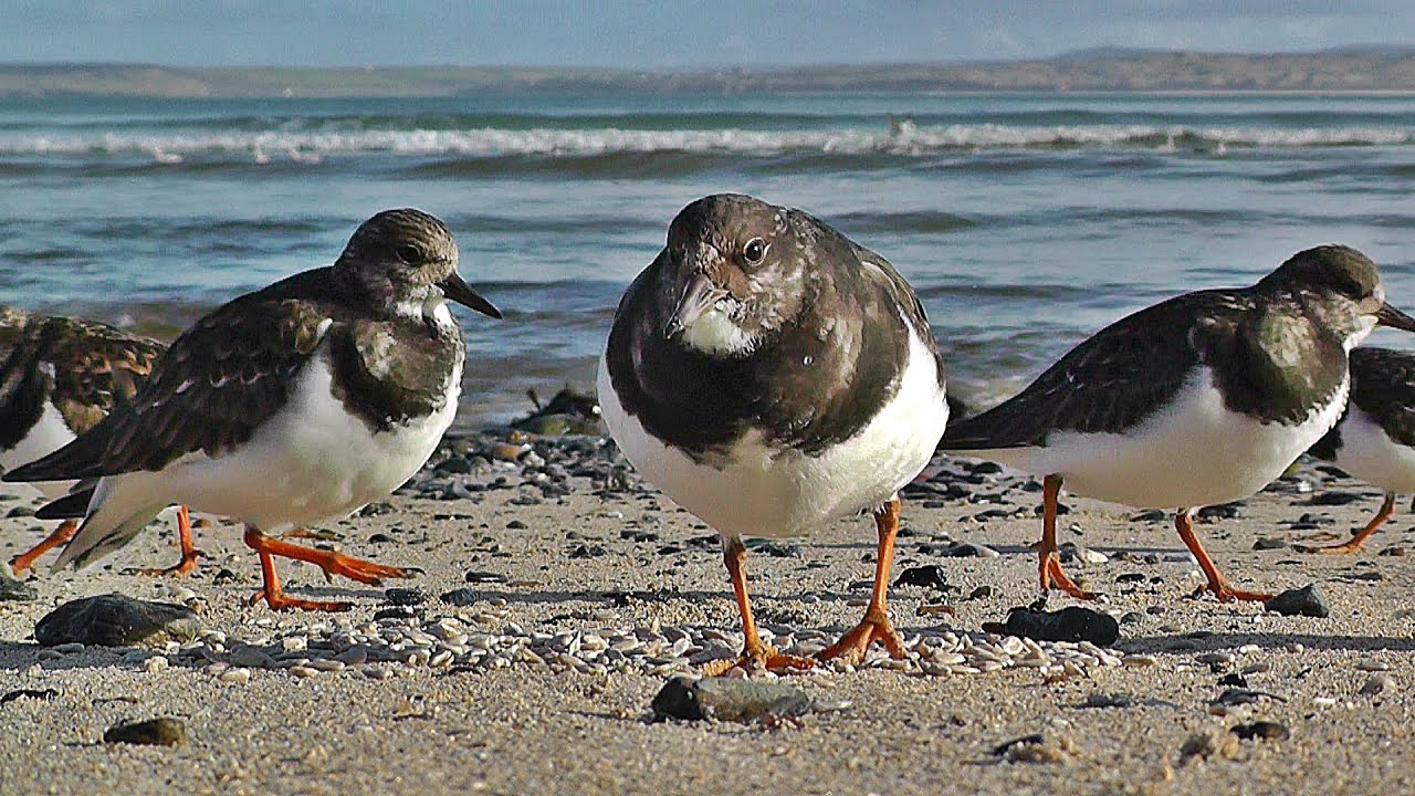 Turnstones on The Beach at St Ives in Cornwall