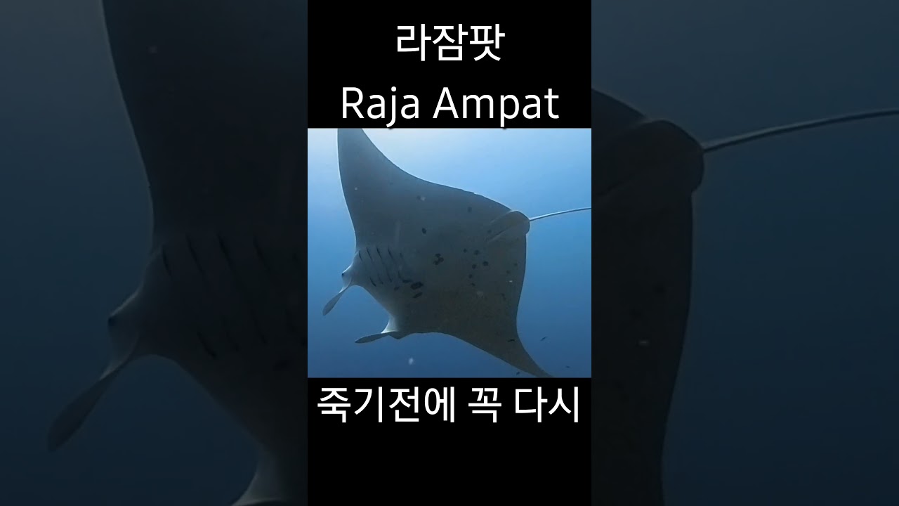 죽기전에 꼭 다시 가볼 바다. 라잠팟 인도네시아. Raja Ampat, Indonesia.