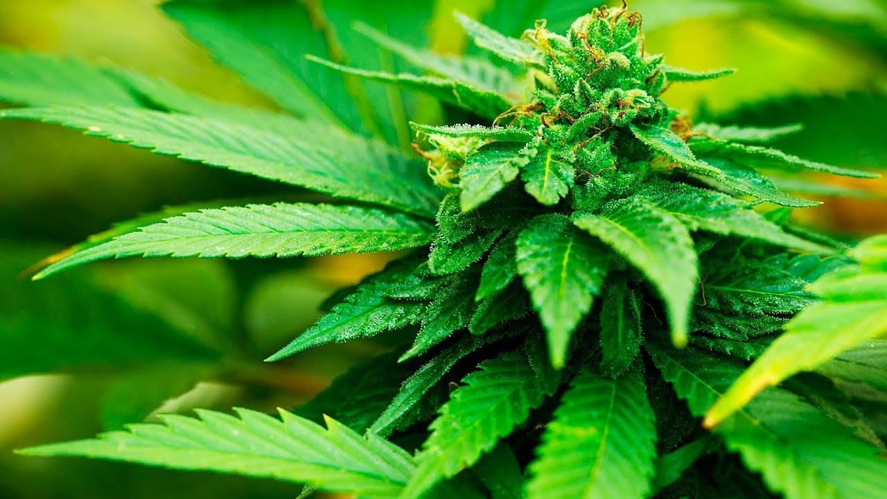 Origins of Marijuana | Marijuana