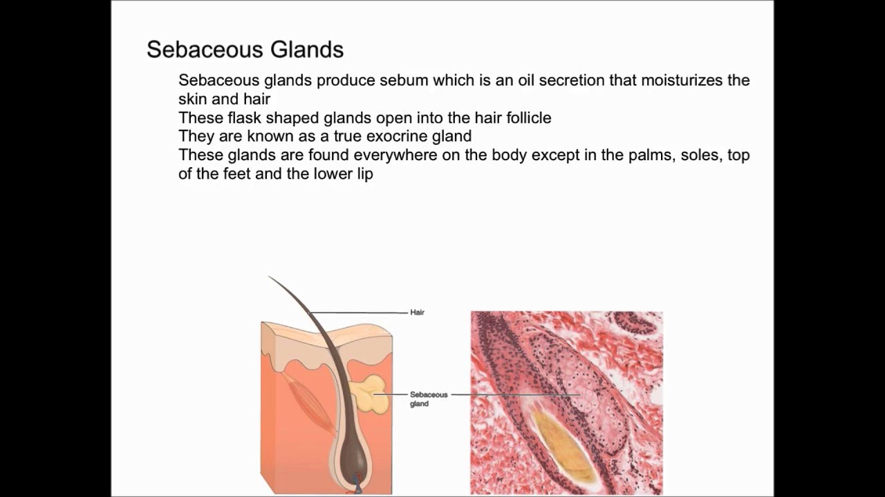 Sebaceous Glands and Sebum