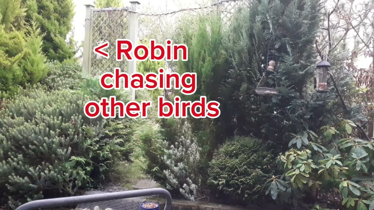 Variety of birds 1 Jan 2026
