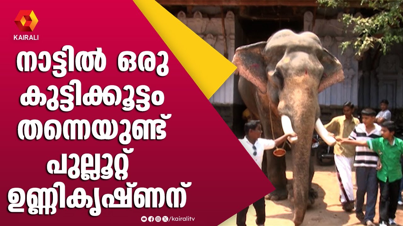 സ്നേഹപരിലാളനങ്ങൾ ഏറ്റുവാങ്ങി പുല്ലൂറ്റ് ഉണ്ണികൃഷ്ണൻ | പുല്ലൂറ്റ് ഉണ്ണികൃഷ്ണൻ | ഗജകേരളം | E4Elephant