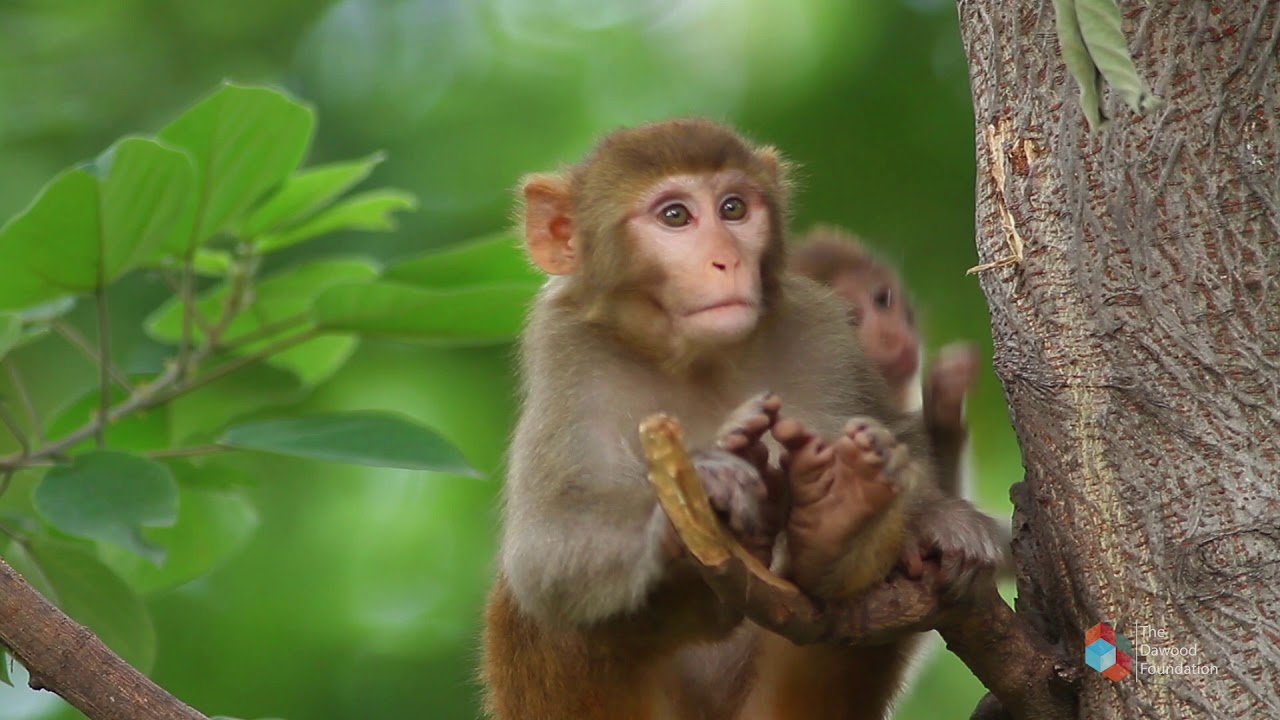 TDF Nature Series - Margalla Hills - Park Overview (English)