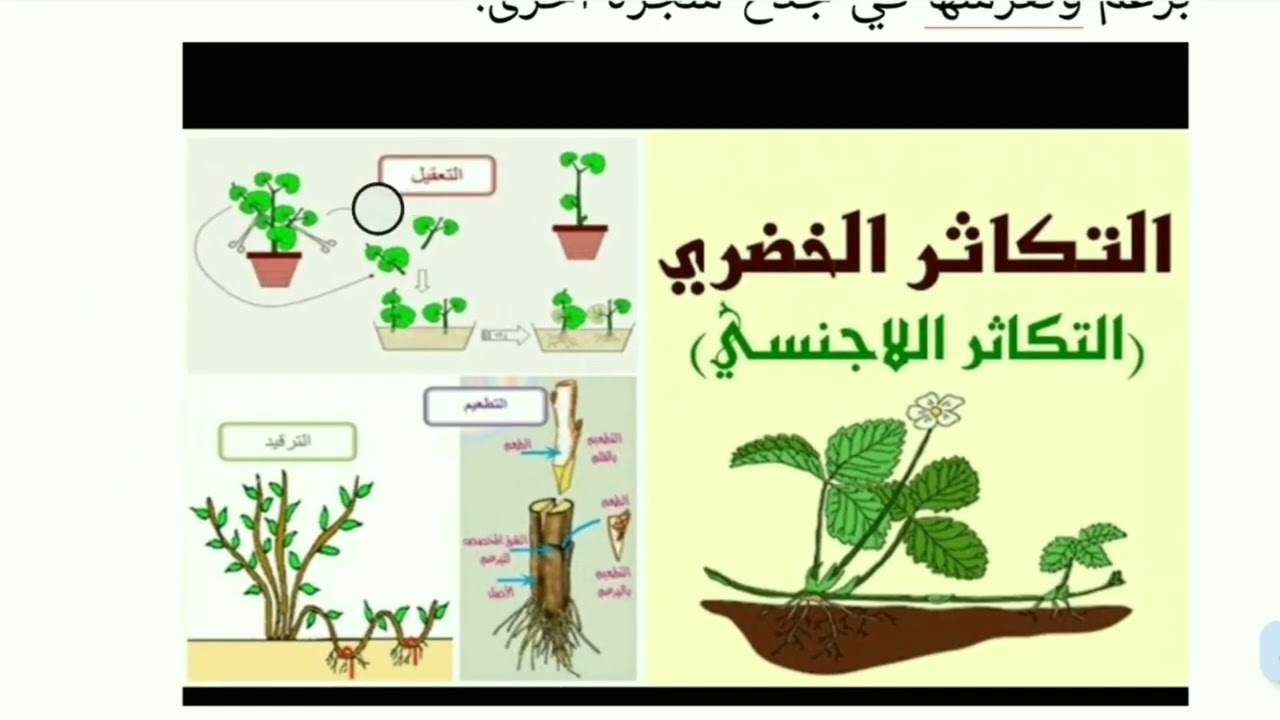 مراجعة شاملة للفصل الثالث علوم طبيعية سنة ثانية متوسط.