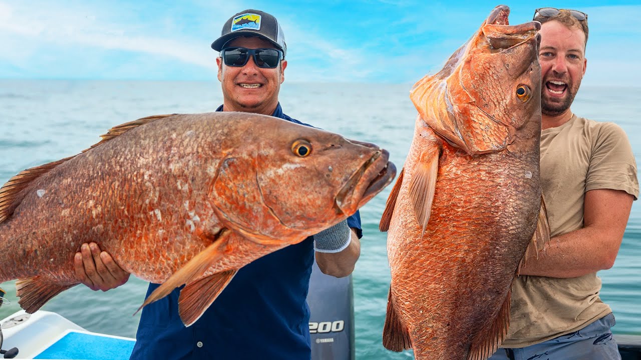 How to catch HUGE Cubera Snapper! (Live Bait Fishing)