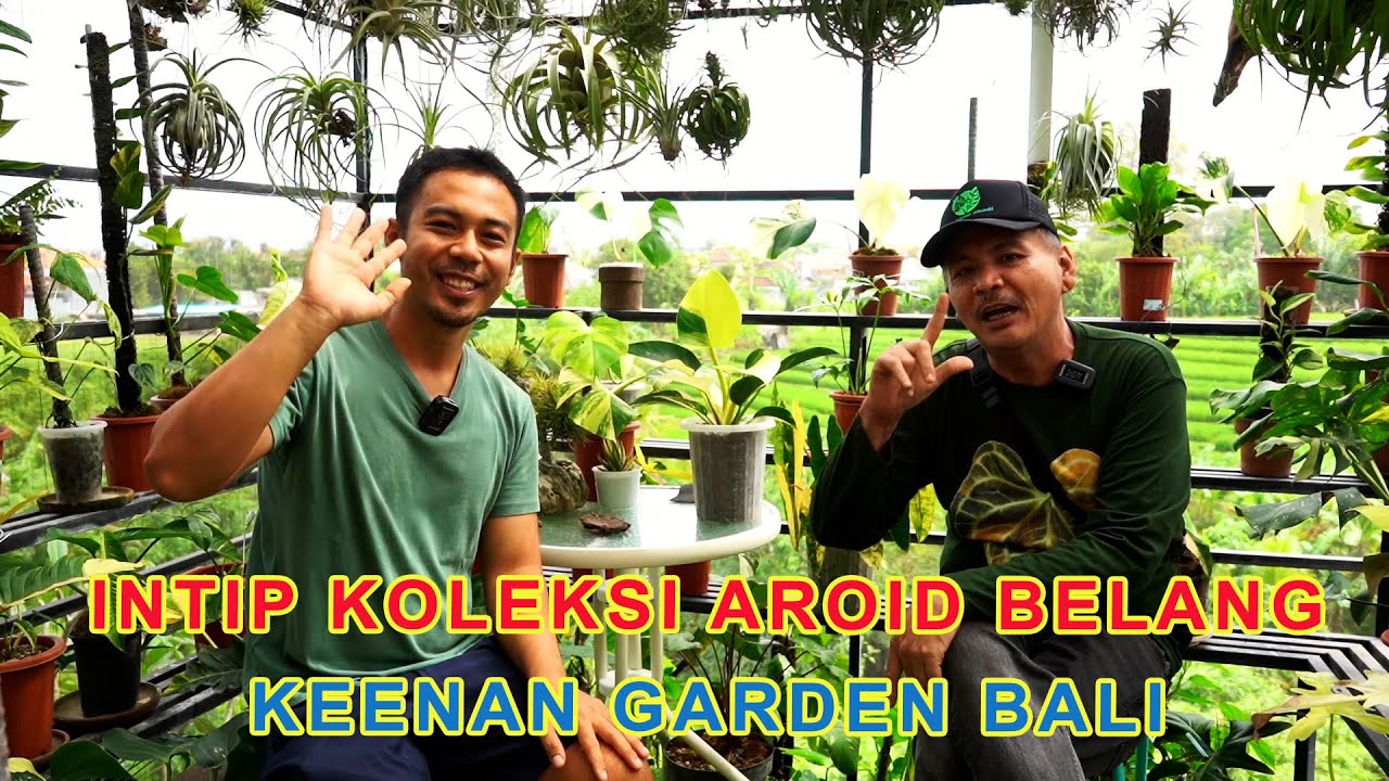 Intip Koleksi AROID Belang - Nursery Keenan Garden Bali # Episode 49