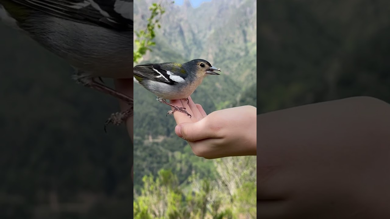 Madera vereda dos Balcoes i taka atrakcja slodka ❤️
