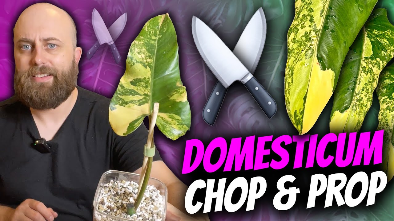 Let's Propagate My Variegated Philodendron domesticum | Investment Plants