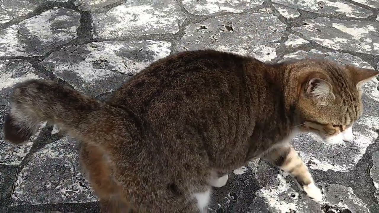 むんむん꜀(  ꜆ ° * °)꜆