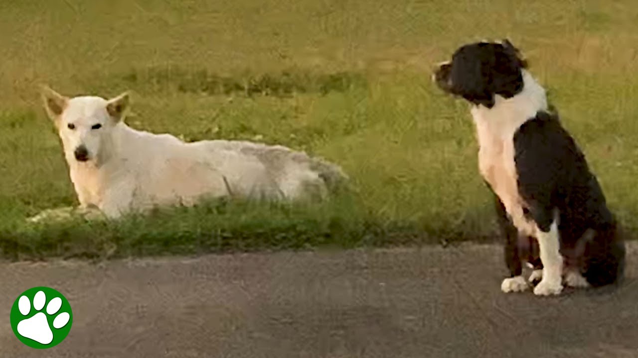 Treuer Hund weigert sich, von der Seite seines verletzten Freundes zu weichen 🐶❤️