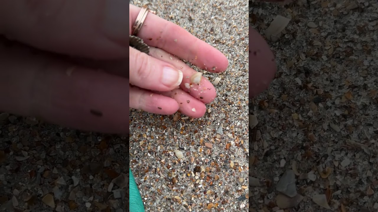 Fighting the wind to pick up these uniquely colored arks & baby surf clams! Whew! 🐚 #flshelling